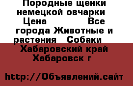 Породные щенки немецкой овчарки › Цена ­ 24 000 - Все города Животные и растения » Собаки   . Хабаровский край,Хабаровск г.